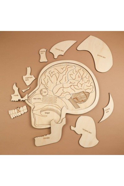 Ahşap Çocuk Puzzle Biyoloji 