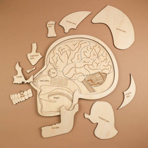 Ahşap Çocuk Puzzle Biyoloji 